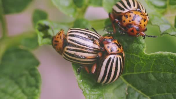 科罗拉多甲虫在马铃薯芽上的特写 — 图库视频影像