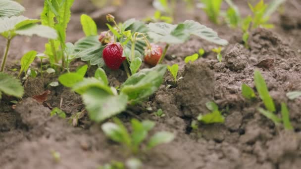 Fresas Jardín Verduras Cerca — Vídeos de Stock