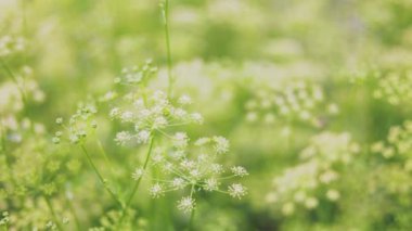 Çiçek açmış maydanoz.