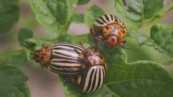 Colorado Beetles Close Potato Sprouts — Stock Video
