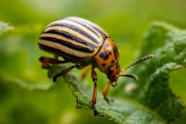 Colorado patates böceği patates filizleri üzerinde yürüyor.