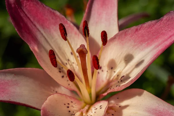 Розовые Лилии Естественном Свете Крупным Планом — стоковое фото