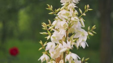 Yucca çiçekleri sebze bahçesinin arka planında.