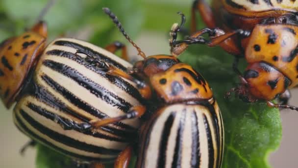 Colorado Käfer Aus Nächster Nähe Auf Kartoffelsprossen — Stockvideo