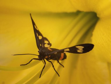 Sarı zambağın üzerinde bir kelebek.