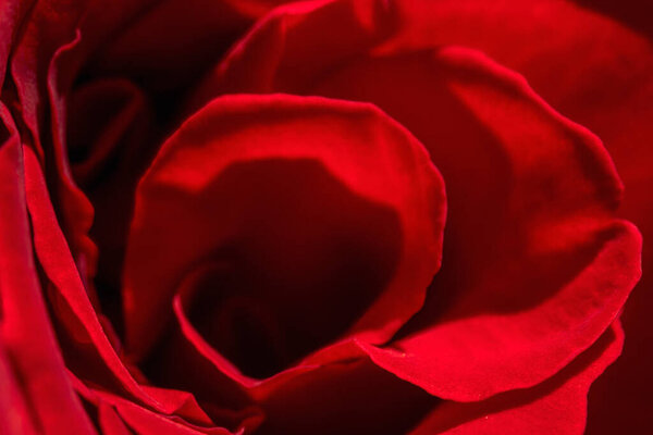 Red rose close-up in natural light
