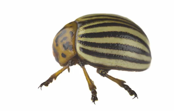 Colorado Patates Böceği Beyaz Arka Planda Yakın Plan — Stok fotoğraf