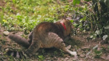 Liderlerini belirlemek için kedi savaşı. güç mücadelesi