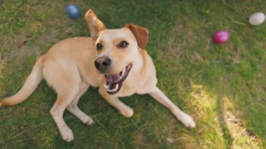 Köpek yeşil bir çimenlikte dinleniyor, yakından vurulmuş.