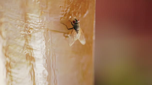 Μύγα Προσπαθεί Ξεκολλήσει Από Την Παγίδα Κοντά — Αρχείο Βίντεο