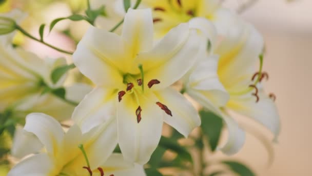 黄色百合花在自然界中的紧密相连 — 图库视频影像