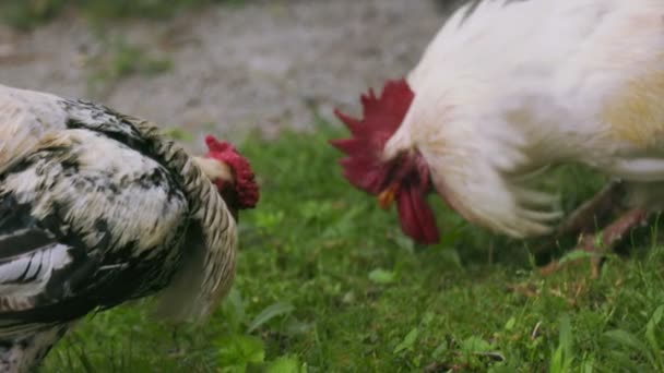 Two Roosters Fighting Leadership Positions Power Struggle — Stock Video