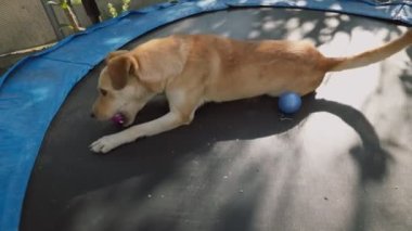 Köpek sahibiyle trambolinde oturuyor.