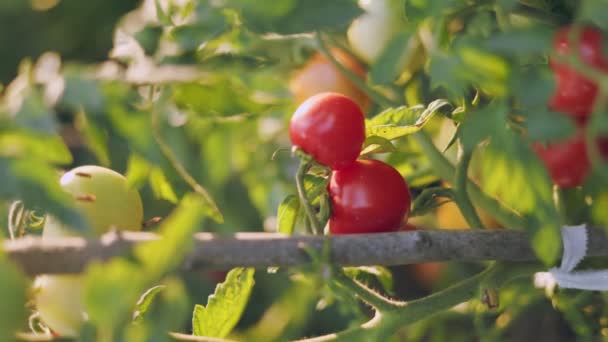 晚上蔬菜园里成熟的西红柿 — 图库视频影像