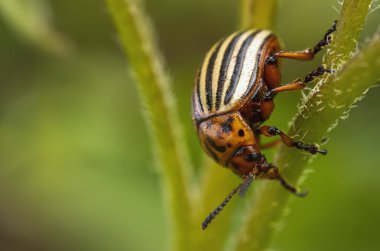 Colorado patates böceği patates filizleri üzerinde yürüyor.