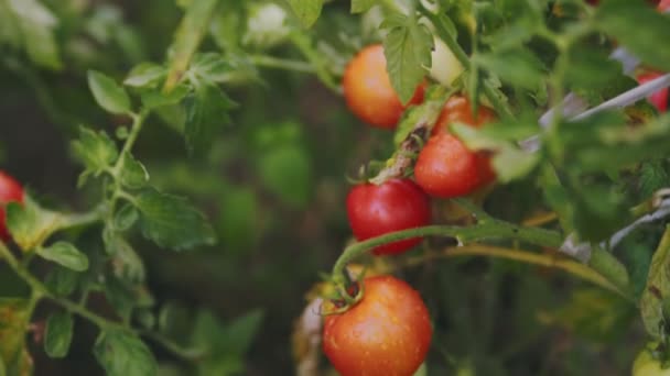 Ripe Tomatoes Vegetable Garden Evening — Stock Video
