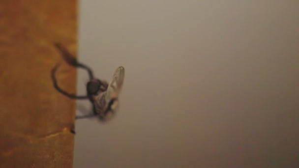 Sinek Sinekkapanından Uzaklaşmaya Çalışır — Stok video
