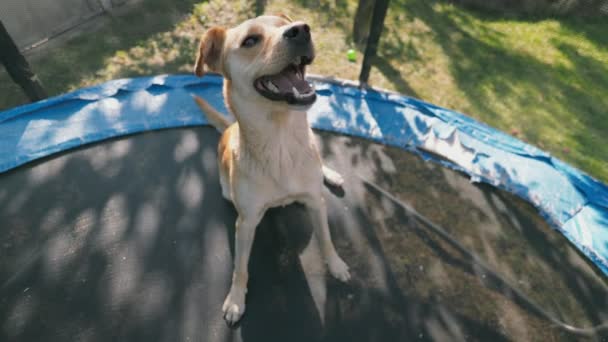 Hund Sitzt Mit Herrchen Auf Trampolin — Stockvideo