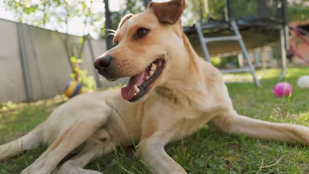 Der Hund Ruht Auf Einem Grünen Rasen Erschossen Aus Nächster — Stockvideo