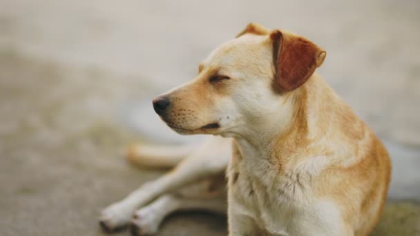モンデル犬は地面に横たわり 定期的に目を閉じている — ストック動画