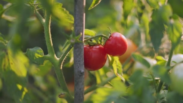 夜の野菜園で熟したトマト — ストック動画
