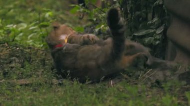 Liderlerini belirlemek için kedi savaşı. güç mücadelesi