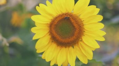 bir ayçiçeği yakın ve sığ bir tarla derinliği