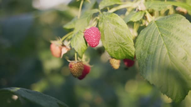 Red Raspberry Close Dengan Kedalaman Field Yang Dangkal — Stok Video