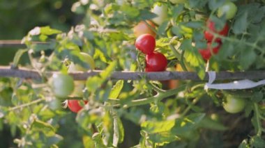 Akşam sebze bahçesinde olgun domatesler