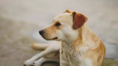 Melez köpek yerde yatar, periyodik olarak gözlerini kapatır.