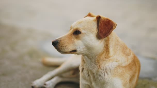 Melez Köpek Yerde Yatar Periyodik Olarak Gözlerini Kapatır — Stok video