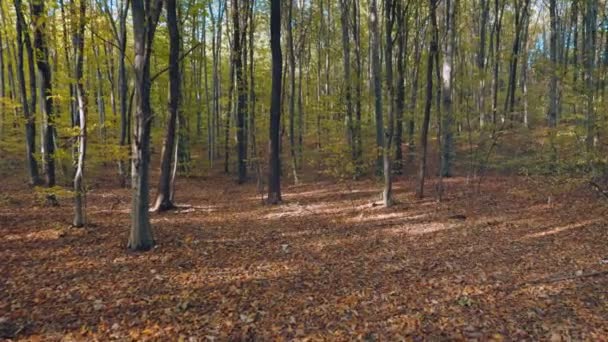 森に落ちた葉のある木々 — ストック動画