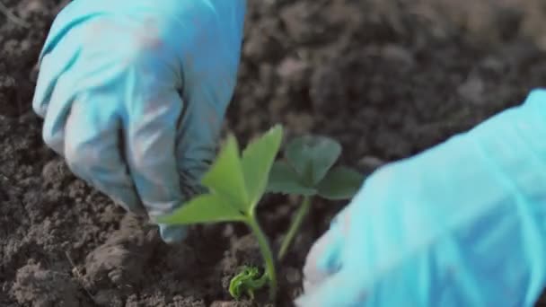 地面にイチゴを植える クローズアップ — ストック動画