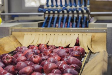 Şirketin sıralama hattında elmalar