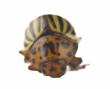 Colorado patates böceği beyaz arka planda yakın plan