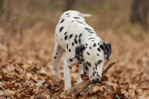 a young Dalmatian dog in the autumn forest plays with a club