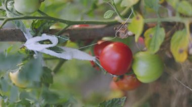 Akşam sebze bahçesinde olgun domatesler