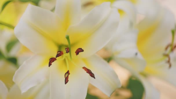 Çiçekler Sarı Zambaklar Yakın — Stok video