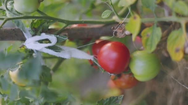Érett Paradicsom Zöldségkertben Esténként — Stock videók