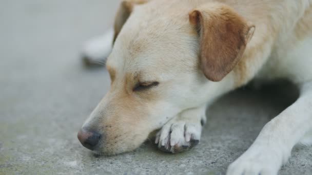 Mongrel Dog Lies Ground Periodically Closing His Eyes — Stock Video