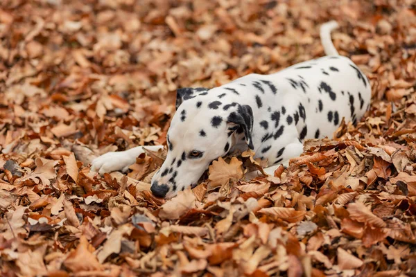 a young Dalmatian dog in the autumn forest plays with a club