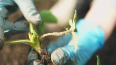 Toprağa çilek ekiyorum, yakın plan.