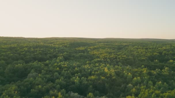 Summer Forest Birds Eye View Shooting Copter — Stock Video