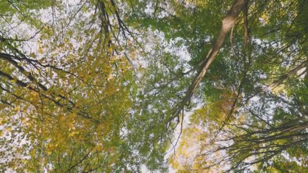 Κορυφές Των Πράσινων Δέντρων Στο Δάσος Πυροβολήθηκαν Από Κάτω Προς — Αρχείο Βίντεο