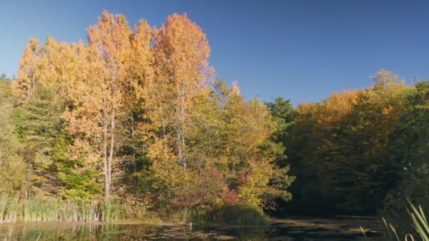 Озеро Осенью Фоне Пожелтевших Деревьев — стоковое видео