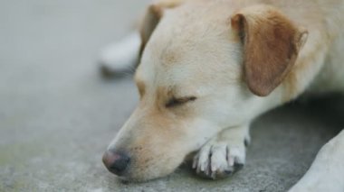 Melez köpek yerde yatar, periyodik olarak gözlerini kapatır.