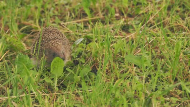 Hedgehog Walking Grass Close — Stock Video