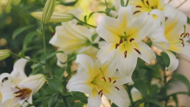 Kwiaty Żółte Lilie Zbliżenie — Wideo stockowe