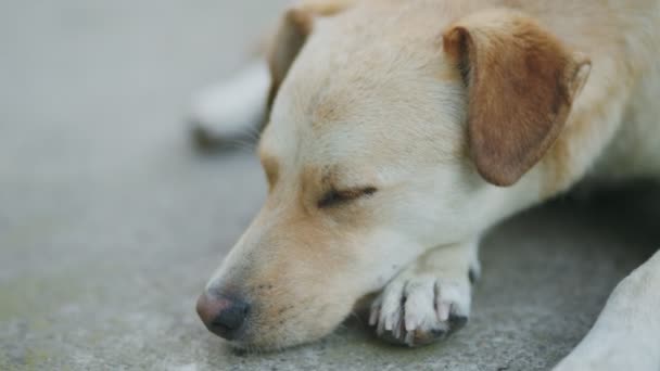 หมามองเกรลนอนอย บนพ ดตาเป นระยะ — วีดีโอสต็อก