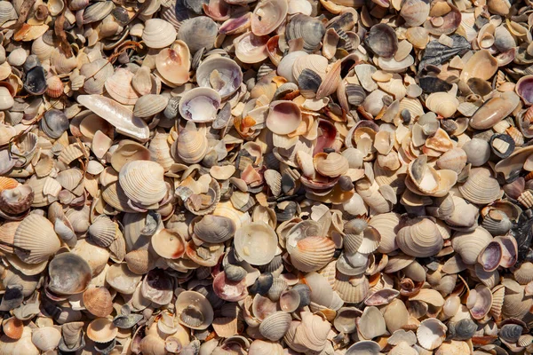 Texture Seashells Seashore Top View — Stock Photo, Image